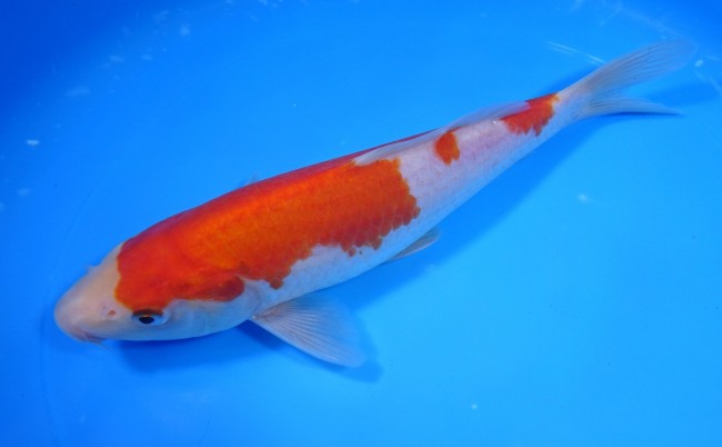 錦屋養鯉場 　 紅白　24cm　 錦鯉販売　通信販売　錦屋養鯉場
