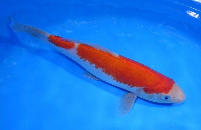 錦屋養鯉場 　 紅白　24cm　 錦鯉販売　通信販売　錦屋養鯉場