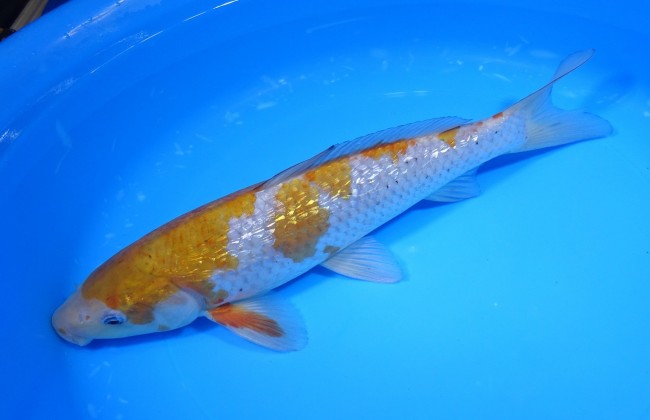 錦屋養鯉場 　ダイヤ銀鱗 落ち葉しぐれ　31cm 　錦屋養鯉場 　錦鯉販売　通信販売