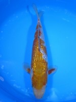  　ダイヤ銀鱗 落ち葉しぐれ　31cm 　