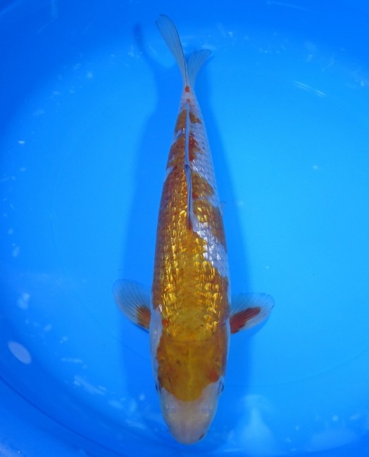 錦屋養鯉場 　ダイヤ銀鱗 落ち葉しぐれ　31cm 　錦屋養鯉場 　錦鯉販売　通信販売