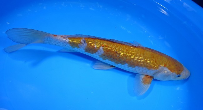 錦屋養鯉場 　ダイヤ銀鱗 落ち葉しぐれ　31cm 　錦屋養鯉場 　錦鯉販売　通信販売