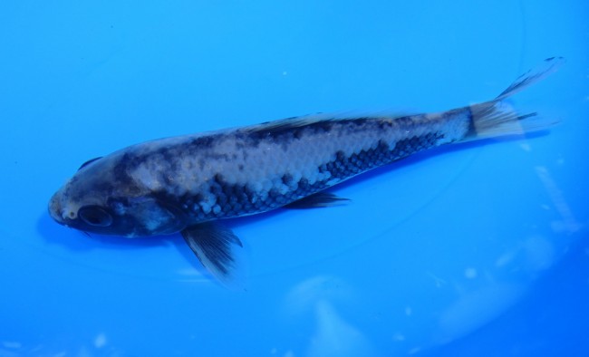 錦屋養鯉場　松川バケ　17cm　錦鯉　福だるま金魚販売　通信販売　錦屋養鯉場