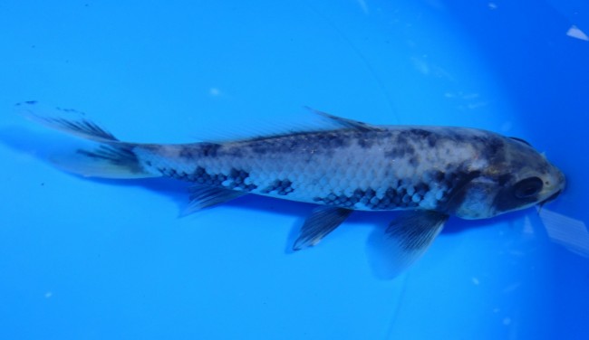 錦屋養鯉場　松川バケ　17cm　錦鯉　福だるま金魚販売　通信販売　錦屋養鯉場