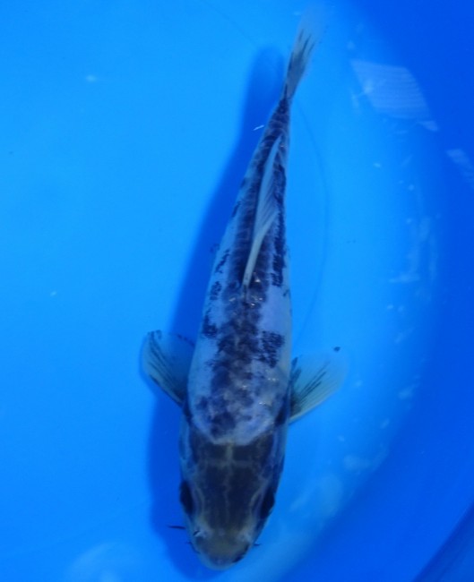 錦屋養鯉場　九紋龍　20cm　錦鯉販売　 金魚販売　通信販売　錦屋養鯉場