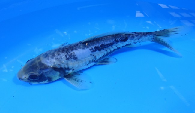 錦屋養鯉場　九紋龍　20cm　錦鯉販売　 金魚販売　通信販売　錦屋養鯉場