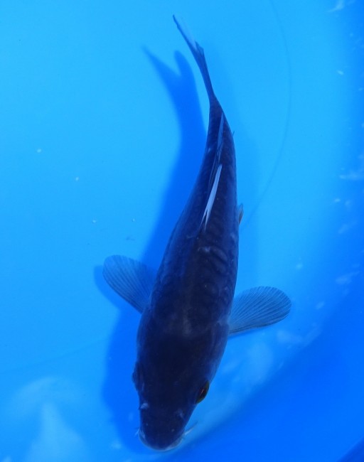 錦屋養鯉場　大鱗 夜空　16cm　錦鯉販売　通信販売　錦屋養鯉場