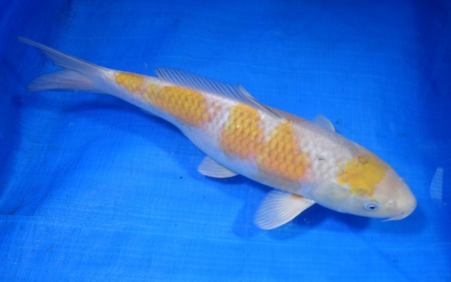 錦屋養鯉場　落ち葉しぐれ　37cm 錦鯉販売　通信販売　錦屋養鯉場