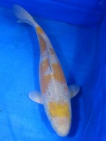 　落ち葉しぐれ　37cm    