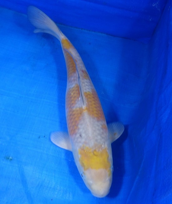 錦屋養鯉場　落ち葉しぐれ　37cm    錦鯉販売　通信販売　錦屋養鯉場