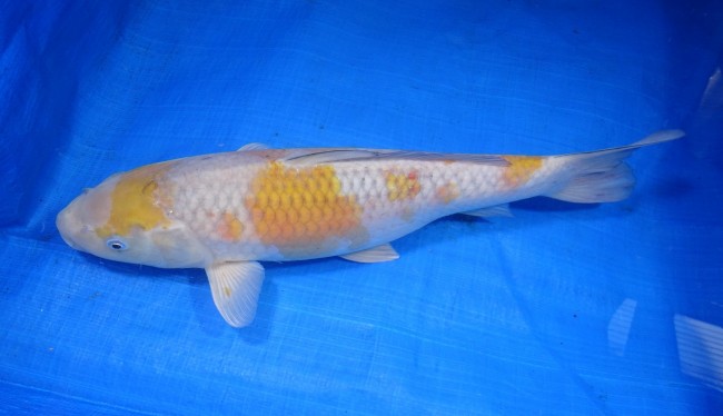 錦屋養鯉場　落ち葉しぐれ　37cm 錦鯉販売　通信販売　錦屋養鯉場