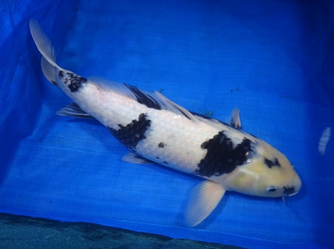 錦屋養鯉場 　白写り　50cm　金魚販売　錦鯉販売　通信販売　錦屋養鯉場