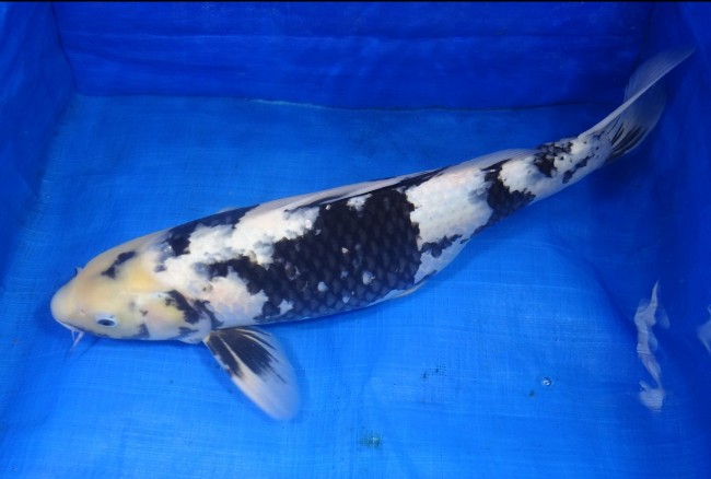 錦屋養鯉場 　白写り　50cm　金魚販売　錦鯉販売　通信販売　錦屋養鯉場