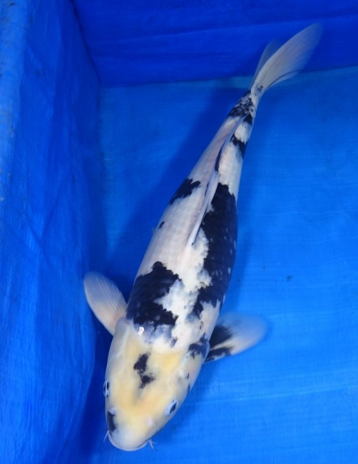 錦屋養鯉場 　白写り　50cm　金魚販売　錦鯉販売　通信販売　錦屋養鯉場