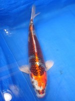 　クジャク黄金　37cm　