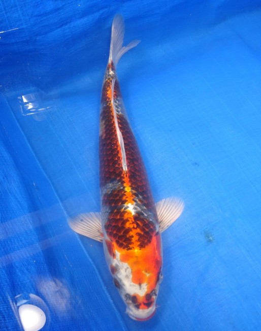 錦屋養鯉場　クジャク黄金　37cm　 錦鯉販売　通信販売　錦屋養鯉場