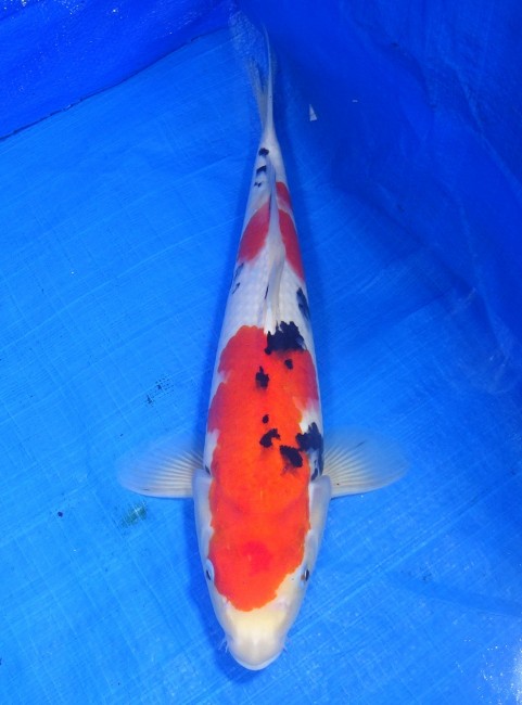 錦屋養鯉場 　大正三色　35cm　 錦鯉販売　通信販売　錦屋養鯉場