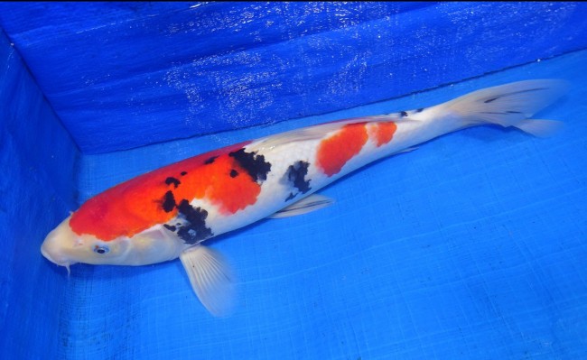 錦屋養鯉場 　大正三色　35cm　 錦鯉販売　通信販売　錦屋養鯉場