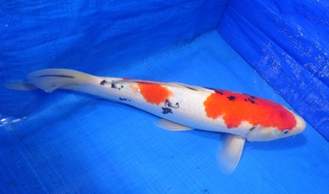 錦屋養鯉場 　大正三色　35cm　 錦鯉販売　通信販売　錦屋養鯉場