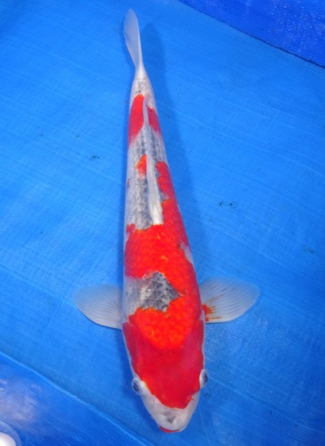 錦屋養鯉場　五色　39cm　錦鯉販売　通信販売　錦鯉養鯉場