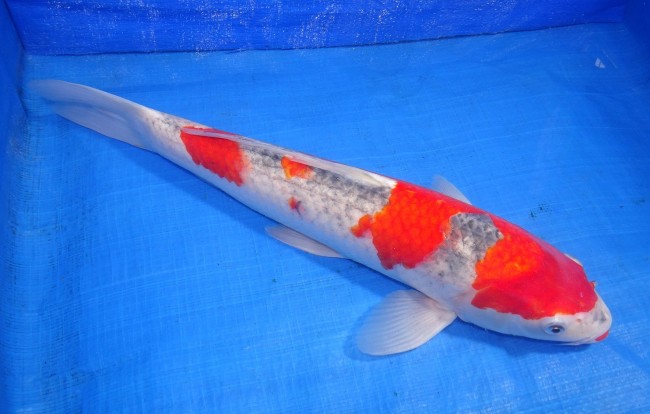 錦屋養鯉場　五色　39cm　錦鯉販売　通信販売　錦鯉養鯉場