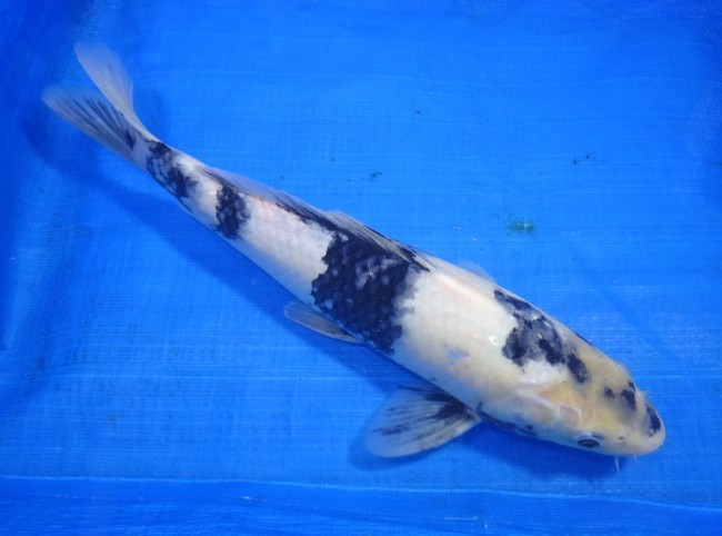 白写り 37cm 錦屋養鯉場 白写り 37cm 金魚販売 錦鯉販売 通信販売 錦屋養鯉場