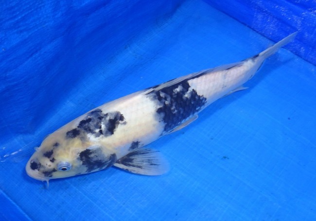 白写り 37cm 錦屋養鯉場 白写り 37cm 金魚販売 錦鯉販売 通信販売 錦屋養鯉場