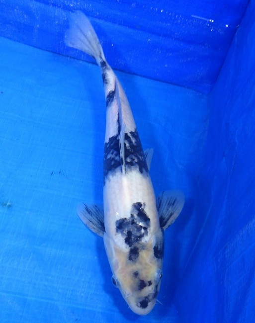 白写り 37cm 錦屋養鯉場 白写り 37cm 金魚販売 錦鯉販売 通信販売 錦屋養鯉場