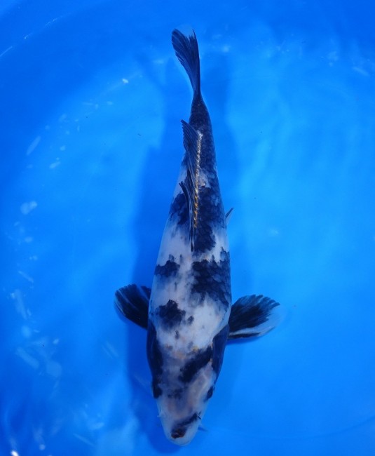 白写り 28cm 錦屋養鯉場 白写り 28cm 金魚販売 錦鯉販売 通信販売 錦屋養鯉場