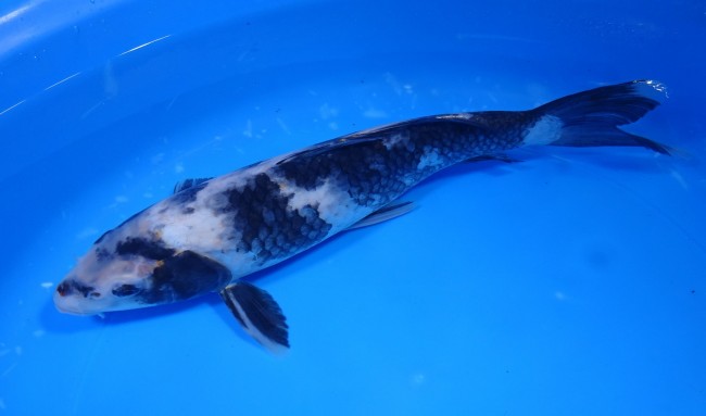 白写り 28cm 錦屋養鯉場 白写り 28cm 金魚販売 錦鯉販売 通信販売 錦屋養鯉場