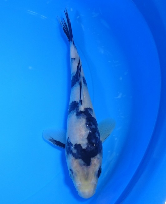 白写り 22cm 錦屋養鯉場 白写り 22cm 金魚販売 錦鯉販売 通信販売 錦屋養鯉場