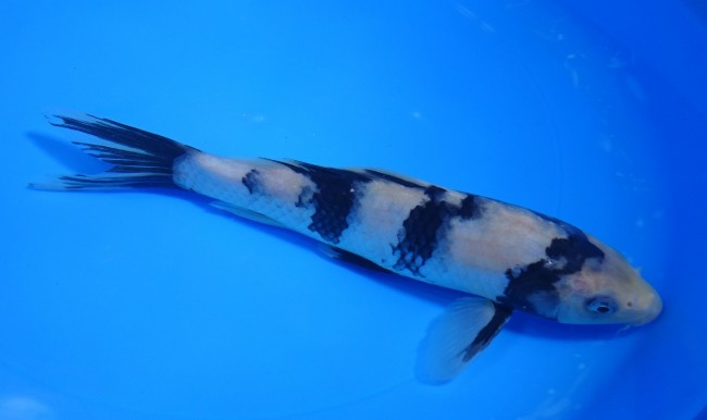 白写り 22cm 錦屋養鯉場 白写り 22cm 金魚販売 錦鯉販売 通信販売 錦屋養鯉場