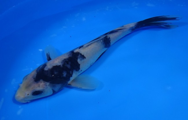 白写り 22cm 錦屋養鯉場 白写り 22cm 金魚販売 錦鯉販売 通信販売 錦屋養鯉場