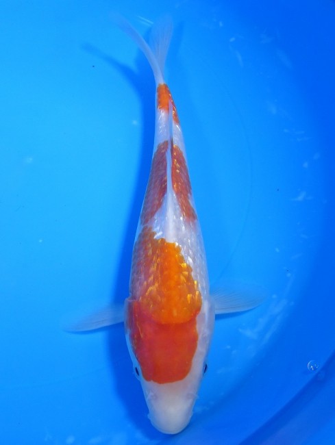 錦屋養鯉場 　ダイヤ銀鱗 紅白　25cm 　錦鯉販売　通信販売　錦屋養鯉場