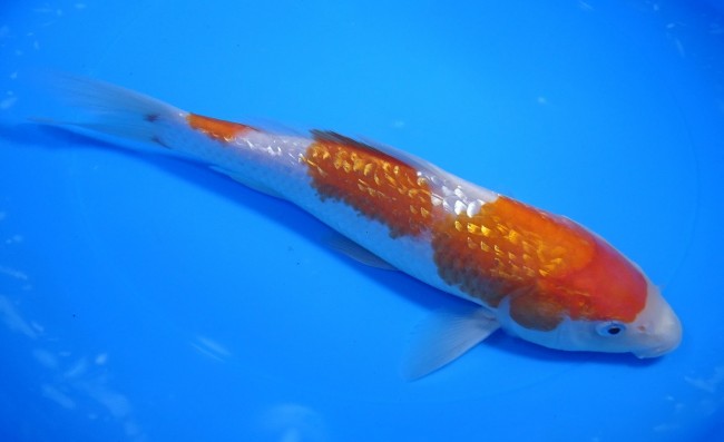 錦屋養鯉場 　ダイヤ銀鱗 紅白　25cm 　錦鯉販売　通信販売　錦屋養鯉場