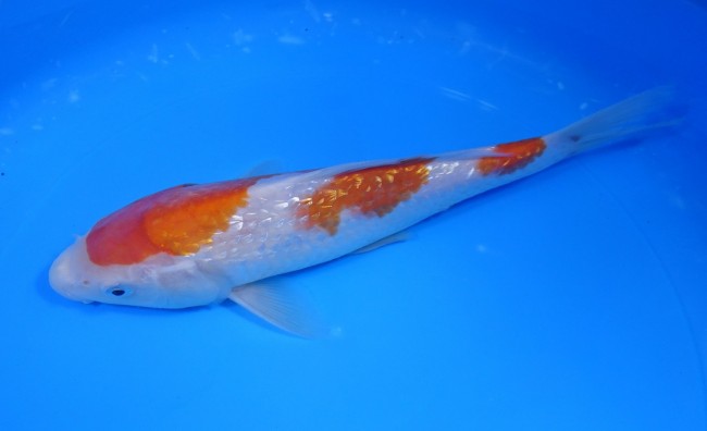 錦屋養鯉場 　ダイヤ銀鱗 紅白　25cm 　錦鯉販売　通信販売　錦屋養鯉場