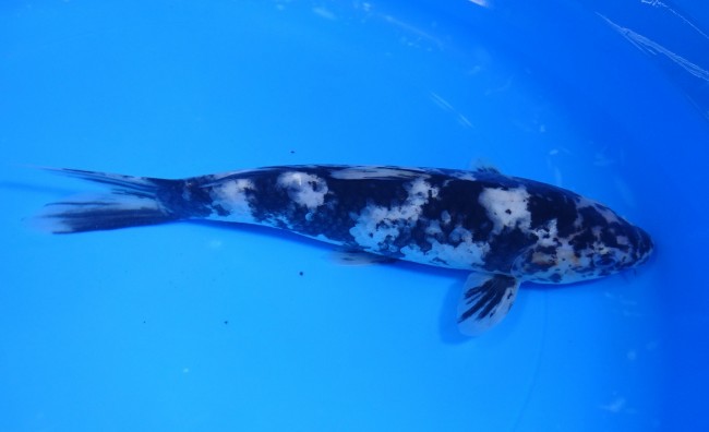 墨しぐれ 24cm 錦屋養鯉場 墨しぐれ 24cm 錦鯉販売 通信販売 錦屋養鯉場