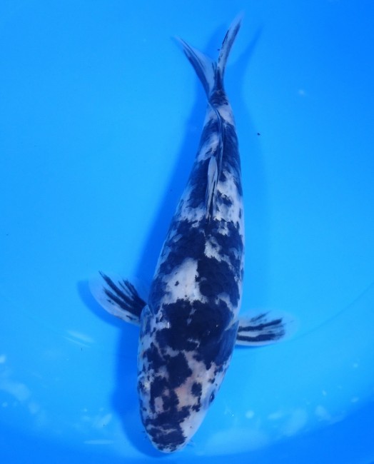 墨しぐれ 24cm 錦屋養鯉場 墨しぐれ 24cm 錦鯉販売 通信販売 錦屋養鯉場