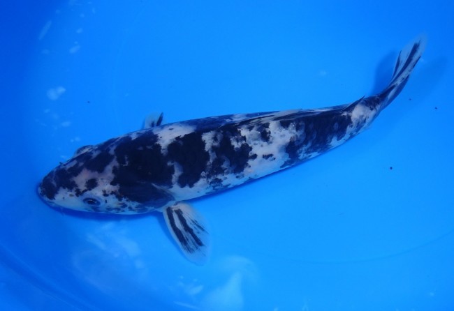 墨しぐれ 24cm 錦屋養鯉場 墨しぐれ 24cm 錦鯉販売 通信販売 錦屋養鯉場