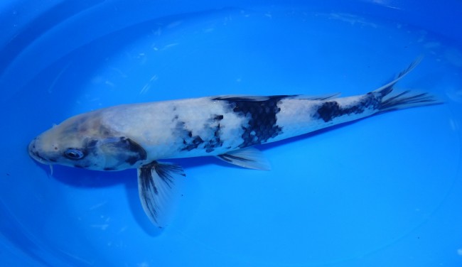 錦屋養鯉場 　白写り　30cm　金魚販売　錦鯉販売　通信販売　錦屋養鯉場