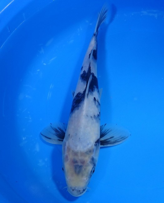 錦屋養鯉場 　白写り　30cm　金魚販売　錦鯉販売　通信販売　錦屋養鯉場