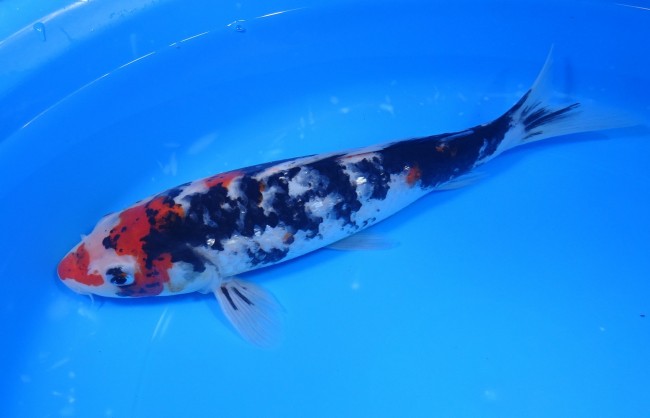 錦屋養鯉場 　墨しぐれ三色　25cm　 錦鯉販売　通信販売　錦屋養鯉場