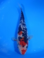  　墨しぐれ三色　25cm　 