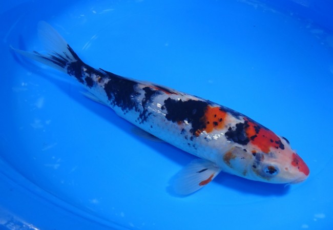 錦屋養鯉場 　墨しぐれ三色　25cm　 錦鯉販売　通信販売　錦屋養鯉場