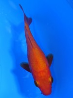 　 紅鯉　10cm　