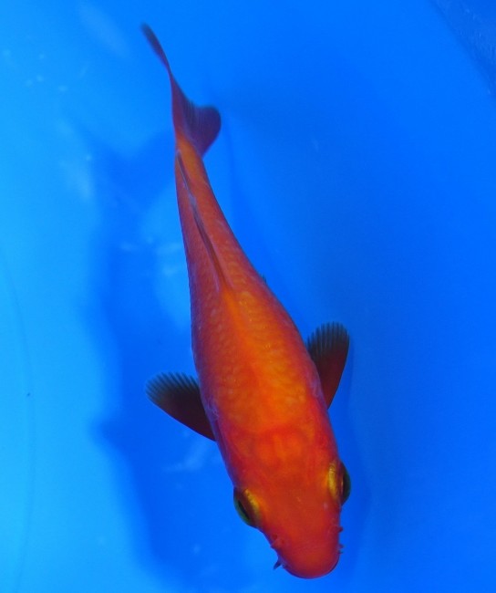 錦屋養鯉場　 紅鯉　10cm　錦鯉販売　通信販売　錦屋養鯉場