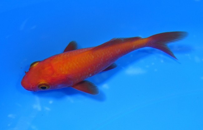 錦屋養鯉場　 紅鯉　10cm　錦鯉販売　通信販売　錦屋養鯉場