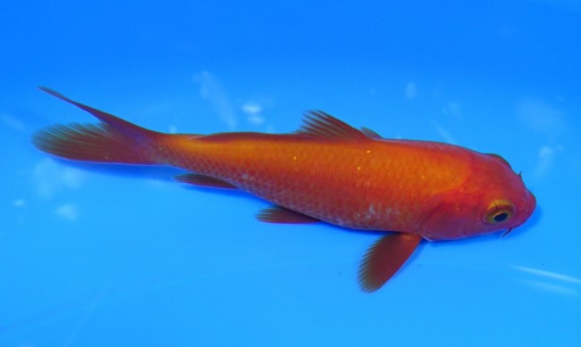 錦屋養鯉場　 紅鯉　10cm　錦鯉販売　通信販売　錦屋養鯉場