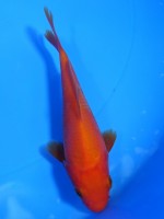 　 紅鯉　12cm　