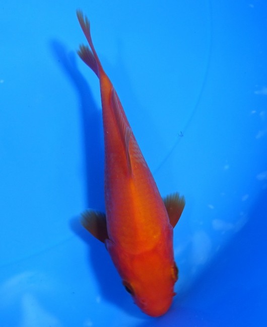 錦屋養鯉場　 紅鯉　12cm　錦鯉販売　通信販売　錦屋養鯉場